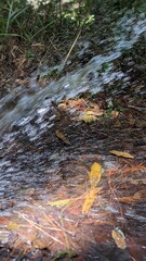 stream in the forest