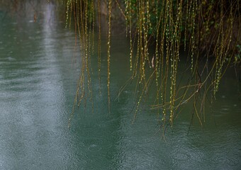 Peaceful scene featuring a willow tree above a tranquil body of water