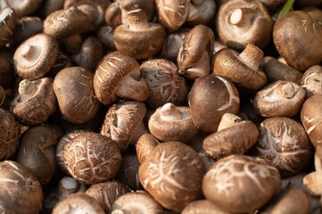Collection of fresh mushrooms arranged in a neat circle on a white surface