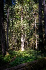 Obraz premium Tree in the Forest in Englishman River Falls Park