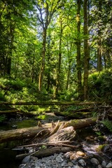 Stocking Creek Falls Forest Stream
