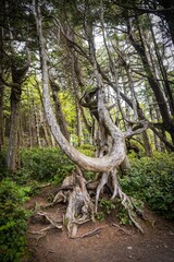 Gnarly Trees Along The Wild Pacific Trail