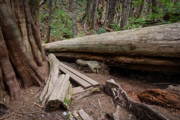 Interesting Tree in Upper Avatar Grove