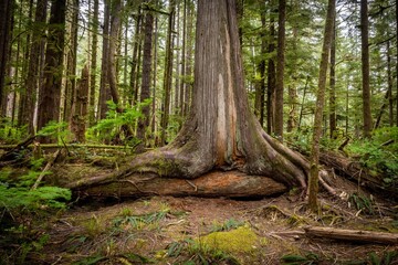 Interesting Tree in Upper Avatar Grove