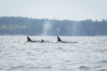 Fototapeta premium Whale Watching in Cowichan Bay