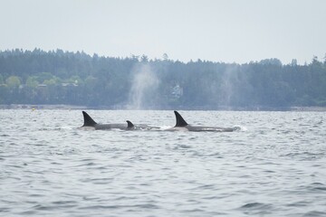 Whale Watching in Cowichan Bay