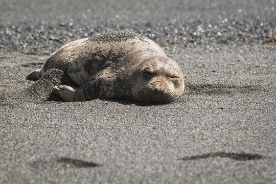 Seal Pup Napping on the Beach
