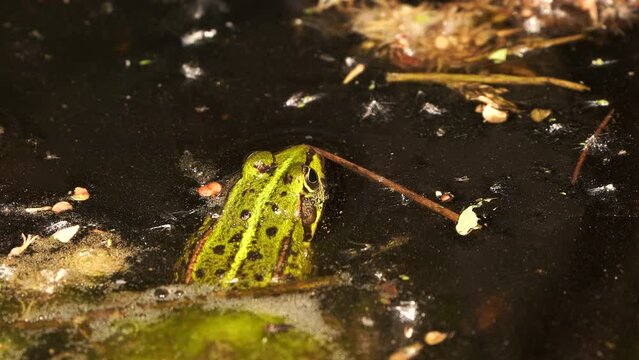 An edible frog (Pelophylax kl. esculentus) is a species of common European frog also known as the common water frog or green frog sitting in shallow water