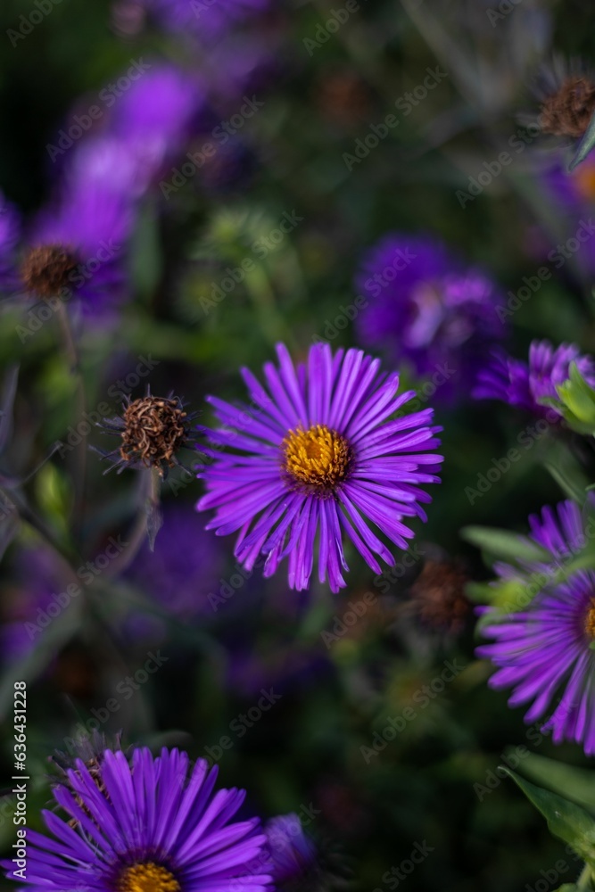 Wall mural vertical closeup of a purple cosmos flower