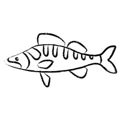 Hand drawn Zander Fish icon
