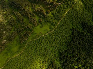 Vibrant forest landscape featuring an abundance of lush foliage in Hatsvali, Georgia