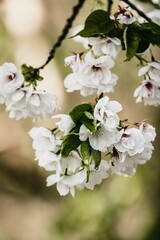 Vertical closeup of a blooming apple tree in spring