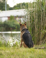 Closeup of a German Shepherd walking outdoors in a green park