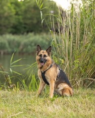 Closeup of a German Shepherd walking outdoors in a green park