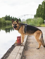 Closeup of a German Shepherd walking outdoors in a green park