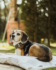 Vertical closeup of a beagle sitting outdoors on a sunny day