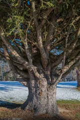 Vertical shot of a huge pine tree in winter forest
