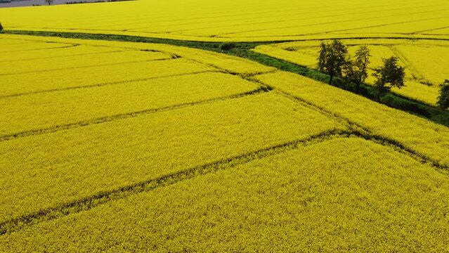 flight over agricultural fields of yellow rapeseed crossed by parallel lines of tractor tracks