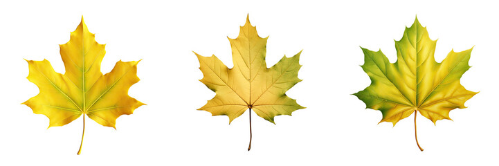 Fototapeta premium Green yellow leaf in the fall