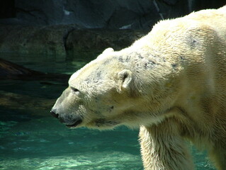 Polar Bear Closeup