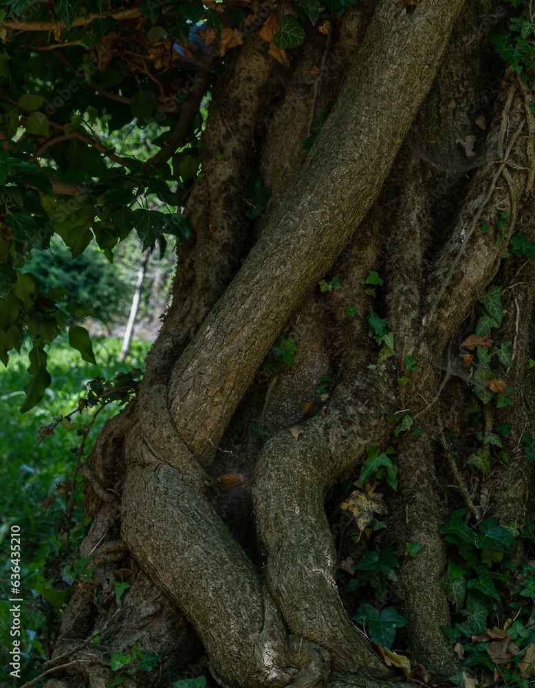 Poster vertical closeup shot of a detailed tree trunk with its intricate roots visible