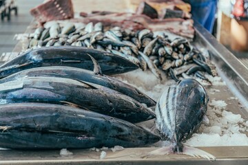 a display of fish on ice at a farmers market in the south