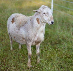 Brown and white sheep ram