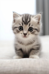 Fototapeta na wymiar A little cute and adorable kitten