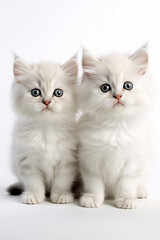 Fototapeta na wymiar A little cute and adorable kittens