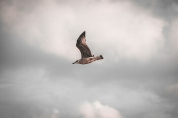 Seagull flying