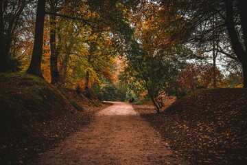 Beautiful shot of a trail through an autumn park with fallen leaves