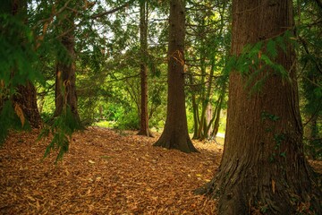 Beautiful shot of an autumn forest with fallen brown leaves