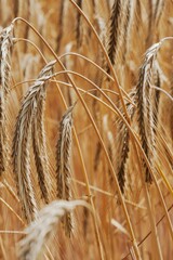 Closeup of a  golden field of wheat, ready to be harvested in autumn in Germany
