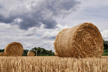 Field of hay bales in a rural setting