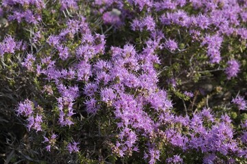 Fototapeta premium Shrub with vibrant purple Thymbra capitata flowers in full bloom, in a sunny outdoor setting