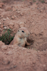 A prairie dog watches potential predators from its hole
