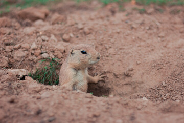 A prairie dog watches potential predators from its hole