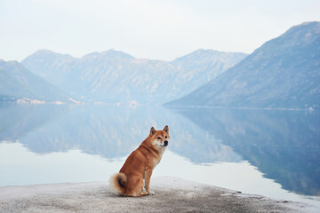 red dog on the embankment at sea and mountains. Shiba Inu near the blue water 
