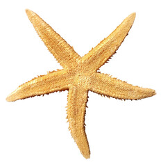 Sea star isolated on transparent background, flat lay, top view, frontside.