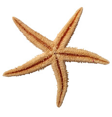 Sea star isolated on transparent background, flat lay, top view, backside.