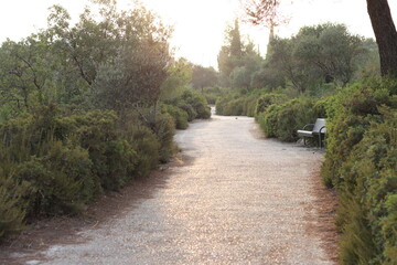 Olive walkway Park 