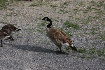 Duck in calgary