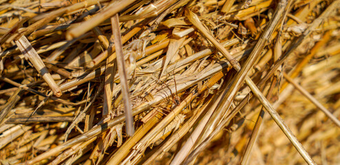 Closeup of dry golden grass
