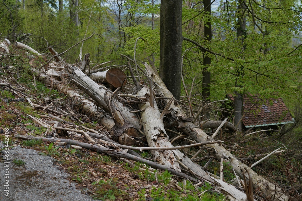 Poster stack of cut tree branches in the forest