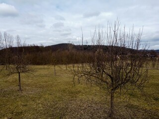 Weathered trees in the field