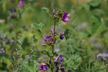 Closeup shot of a purple Mallow blossoms on a stem, in the garden, surrounded by green foliage