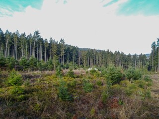 Aerial view of the forest in Bavaria with dense needle trees and clearings as a green meadow