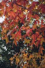 otoño hojas