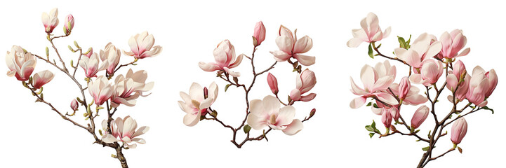 Magnolia rosea flowers in the spring
