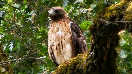 hawk
hawk